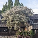 嘉兴旅游 缩略图 6