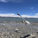 拉萨旅游 缩略图 1