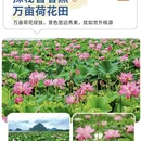 昆明旅游 缩略图 5