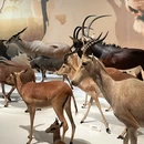 成都博物馆 - 成都旅游 缩略图 9