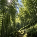 广州旅游 缩略图 8