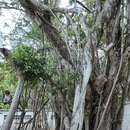 陵水黎族自治县旅游 缩略图 5