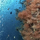 芽庄旅游 缩略图 3