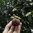 新加坡旅游 缩略图 7