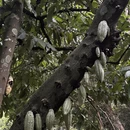 新加坡旅游 缩略图 4