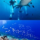 深圳旅游 缩略图 5