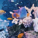 陵水黎族自治县旅游 缩略图 1