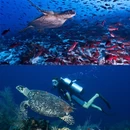 深圳旅游 缩略图 1