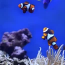陵水黎族自治县旅游 缩略图 6