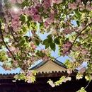 上海旅游 缩略图 7