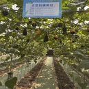 东莞旅游 缩略图 4
