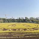 东莞旅游 缩略图 12