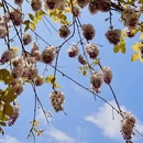 上海旅游 缩略图 8