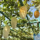 东莞旅游 缩略图 14