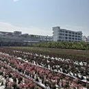 东莞旅游 缩略图 8