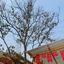 重庆旅游 缩略图 16