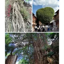 福州旅游 缩略图 4