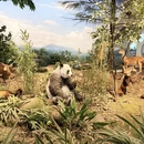 成都旅游 缩略图 6