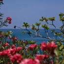 三亚旅游 缩略图 9