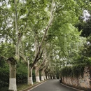 南京旅游 缩略图 4