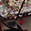 苏州旅游 缩略图 8