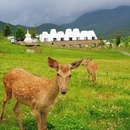丽江旅游 缩略图 4