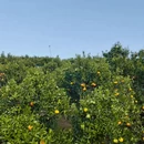 清迈旅游 缩略图 14