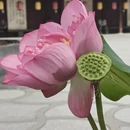 上海旅游 缩略图 9