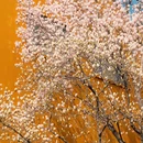 上海旅游 缩略图 6