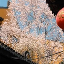 上海旅游 缩略图 17