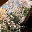 上海旅游 缩略图 15