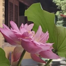 上海旅游 缩略图 8