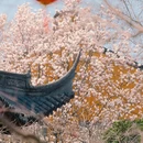 上海旅游 缩略图 16