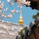 上海旅游 缩略图 11