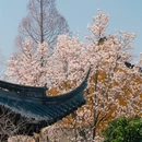 上海旅游 缩略图 14