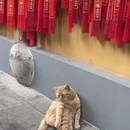 上海旅游 缩略图 3