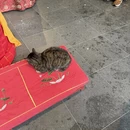 上海旅游 缩略图 3