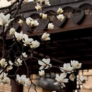 上海旅游 缩略图 11