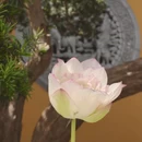 上海旅游 缩略图 2