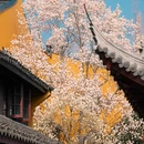 上海旅游 缩略图 1