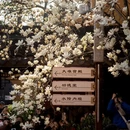 上海旅游 缩略图 3