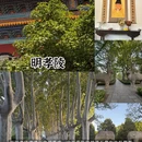 南京旅游 缩略图 7