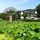 西递古村景区 - 黄山市旅游 缩略图 2