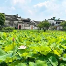 西递古村景区 - 黄山市旅游 缩略图 7