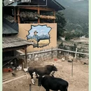 维西县塔城镇 - 迪庆藏族自治州旅游 缩略图 2