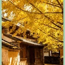 维西县塔城镇 - 迪庆藏族自治州旅游 缩略图 10