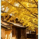 维西县塔城镇 - 迪庆藏族自治州旅游 缩略图 13