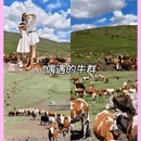 辉腾锡勒草原 - 乌兰察布市旅游 缩略图 11