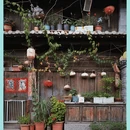 石屏异龙湖 - 红河哈尼族彝族自治州旅游 缩略图 8