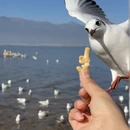 大理州旅游 缩略图 8